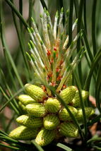 20 Seeds Loblolly Pine Or Pinus Taeda - £7.80 GBP