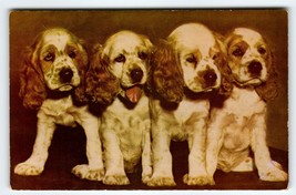Row Of Cocker Spaniel Puppy Dogs Postcard Chrome Vintage Cute Unposted M Roberts - £5.81 GBP