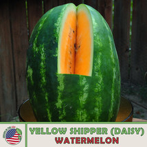 US Seller 10 Yellow Shipper (Daisy) Watermelon Seeds, Heirloom, Non-Gmo - £8.76 GBP