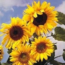 10 seeds Early Mammoth Rusian Sunflower Heirloom Speed Planting Garden B... - £6.33 GBP