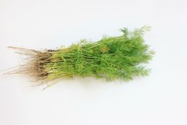 SHIP FROM US 1,28 Million Dill Bouquet Herb Seeds Sprouting Microgreen, ZG09 - £139.48 GBP