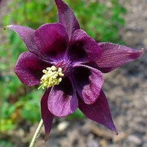 USA SELLER Aquilegia Atrata Dark Columbine 10 Seeds Free Shipping - £14.36 GBP