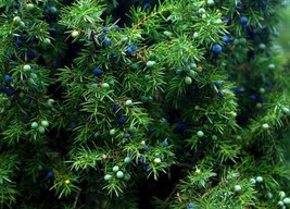 One Seed Juniper Sacred Tree Juniperus Monosperma 5 Seeds Evergreen Gard... - $7.98