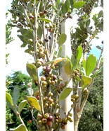Red Stopper Eugenia Rhombea Florida Native Wild Bird Tree Bonsai Seed 50... - $515.39 MXN