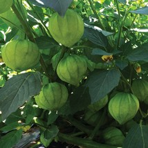 Fresh Green Tomatillo Seeds Fast Shipping - $4.22