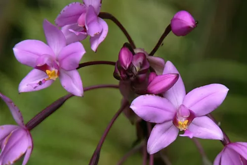 US Seller Purple Lavander Ground Orchid Live Plant Spathoglottis Plicata In 4 In - £19.32 GBP