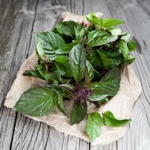 Herb Thai Basil Edible Fits In Container Garden Asian Cooking NON GMO 200 Seeds - £5.88 GBP
