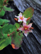 THJAR 50 Marsh Saint John&#39;S Wort Hypericum Virginicum Pink Mauve Flower Seeds *C - $4.99