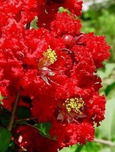 35 Red Crepe Myrtle Crape Tree Shrub Lagerstroemia Indica Flower Seeds *From US - $9.90