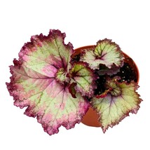 Harmony&#39;s Pink Dreams Begonia Rex 4 inch Swirly Link Pink Spiral - £14.78 GBP
