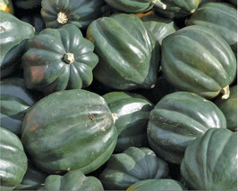 PWO Acorn Squash Seeds 20 Table King Bush Winter Squash Vegetable Garden Seeds T - £5.67 GBP