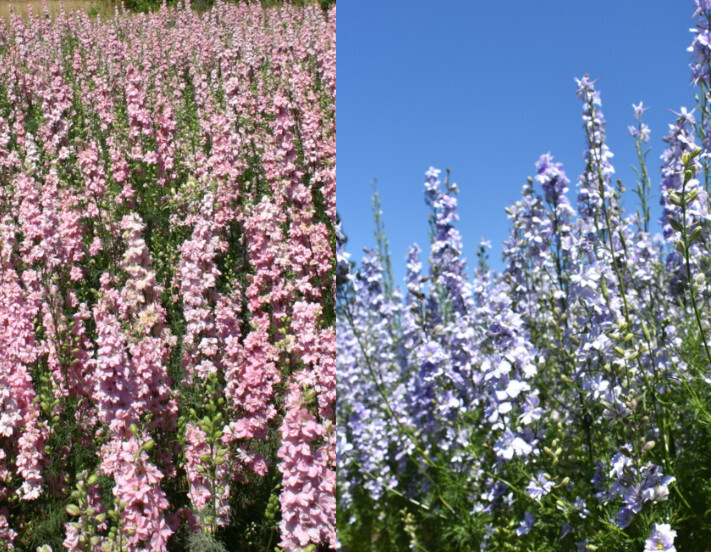 Rocket Larkspur Delphinium Pastel Mix Blue Pink Pollinators Non-Gmo 500 ... - $7.96