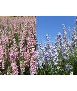Rocket Larkspur Delphinium Pastel Mix Blue Pink Pollinators Non-Gmo 500 ... - $11.18 CAD