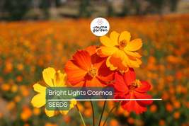 Bright Lights Cosmos Seeds - Non-GMO, Red/Orange/Yellow Blooms, Attracts... - $4.99+