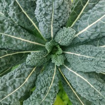 USA Seller Black Magic Kale Seeds Lacinato Aka Dinosaur Kale Vegetable Seeds - £14.72 GBP