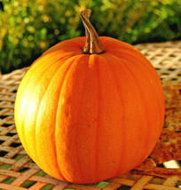Connecticut Field Pumpkin Patch Pumpkins Fall Squash 2024 Fresh Seeds - £11.24 GBP