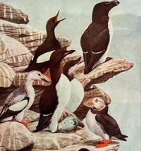 Puffin Auk And Other Sea Birds 1936 Bird Art Lithograph Color Plate Print DWU12A - £31.96 GBP
