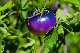 200 Seeds Heirloom Small Bright Purple Tomato Hybrid F1 - $167.24 MXN
