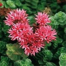 100 Stonecrop &#39;Summer Glory&#39; Seeds  Sedum Spurium Cold Hardy Succulent From US - $10.95