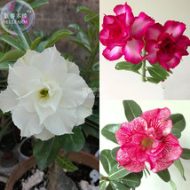 Adenium Mixed White Colorful Red Flower Seeds 2 seeds double petals bonsai deser - £7.86 GBP