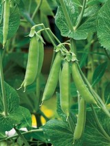 Alaska Pea Seeds - Organic &amp; Non Gmo Pea Seeds - Heirloom Seeds - Fresh USA Grow - £7.88 GBP