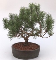 Mugo Pine Bonsai Tree  (pinus mugo &#39;valley cushion&#39;)  - £395.68 GBP