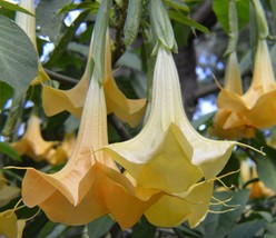 New Fresh Seeds Brugmansia Aurea Orange Glory Angel Trumpet 10 Seeds - $13.90