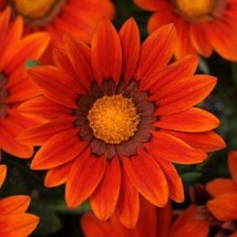 TH 30 Gazania New Day Bronze Flower Seeds / Drought-Tolerant / Reseeding Annual - £12.02 GBP
