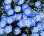 2 50 Baby Blue Eyes Seeds Nemophila Menziesii Low Ground Cover Flowers Blue - $8.99