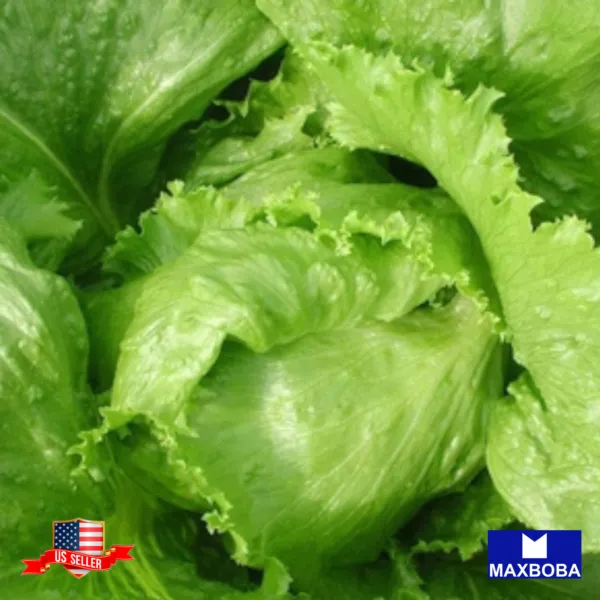 1050+ Crisphead Iceberg Lettuce Seeds Vegetable Heirloom Non-Gmo Garden - $3.98