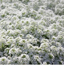 AW 100 White Alyssum Carpet Of Snow Flower Seeds Floral Boho Dwarf Organ... - $9.99