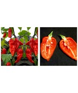 150 Seeds Chili Devils Tongue Red Hot Pepper Seeds - £29.08 GBP
