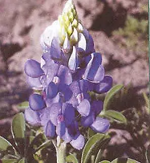 Lupinus texensis 1,000 seeds - £28.80 GBP