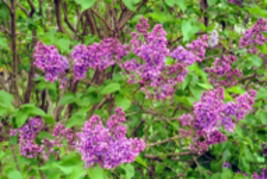 Purple Lilac 2 year old plant, Syringa vulgaris (Common Lilac), Bare root - £28.06 GBP