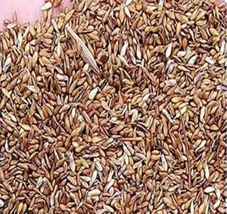 Zoysia Japonica Grass See Details - (Color: Seed) 30000Pcs  - £16.51 GBP
