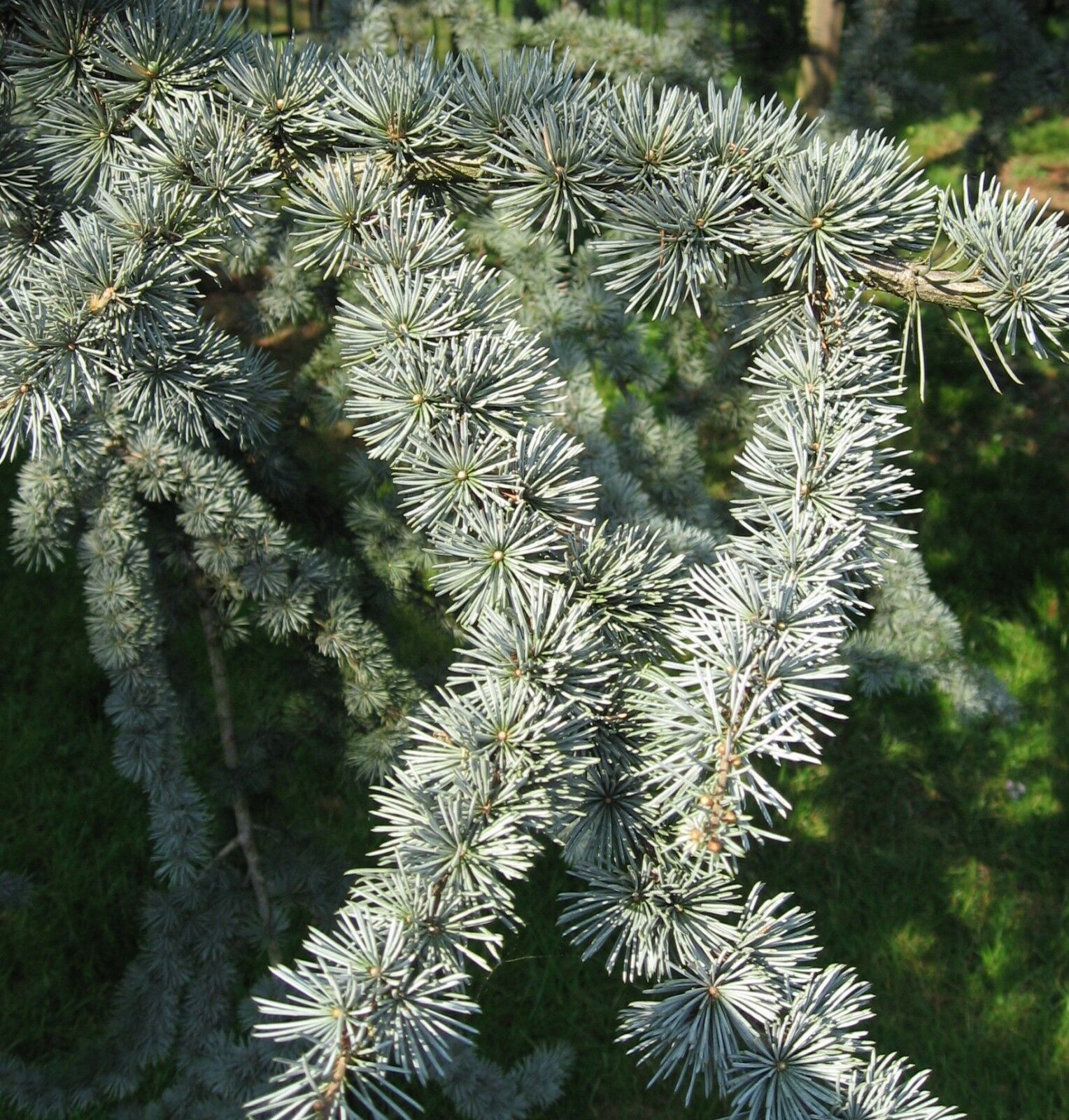 Cedrus Atlantica Glauca Blue Atlas Mountain Cedar 5 seeds Fresh Gardening - $17.96