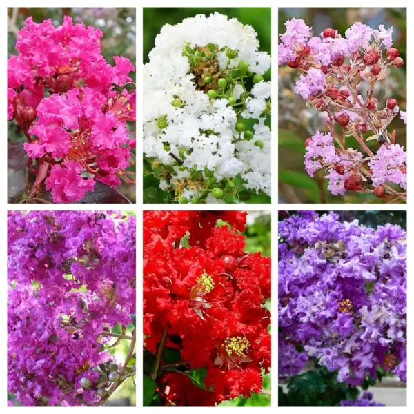 Top Seller 1000 Bulk Crepe Myrtle Mixed Colors Lagerstroemia Indica Tree... - $27.60