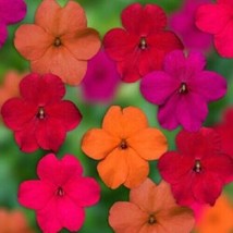 50 Tango Mix Impatients Seeds Flower Seed Flowers Annual Bloom 418 - £10.29 GBP