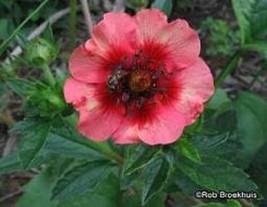 50 Nepal Cinquefoil Potentilla Nepalensis Pink Red Flower Seeds Fresh USA Fast S - $13.25