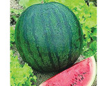 25 Sugar Baby Watermelon Seeds Fast Shipping - $8.99