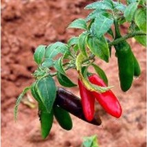 Chile Criolla Hot Pepper Seeds Fresh Seeds USA - $12.80