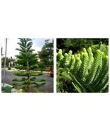 40 Seeds Norfolk Island Pine Araucaria Heterophylla INTERNATIONAL SHIP - £15.17 GBP