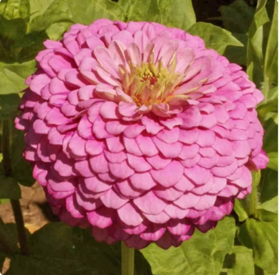 Zinnia LUMINOSA PINK Huge Blooms Butterflies Hummingbirds Non-GMO (25 Se... - $9.69