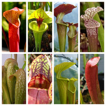 Semilir 10 Seeds Mixed Pitcher Plant Sarracenia Carnivorous Red Purple Yellow +  - $15.69