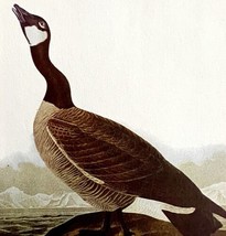 Canadian Goose Bird 1950 Lithograph Art Print Audubon Nature 1st Edition... - £10.66 GBP