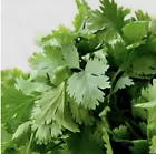 Fresh Cilantro/Coriander Seeds Open Pollinated NON GMO 300Pcs. - $6.99