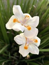 LimaJa White Dietes Bicolor Wild Iris African Iris 25 Fresh Authentic Seeds - US - £4.79 GBP