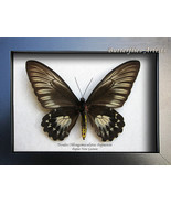 Oblongomaculatus Papuensis Female Birdwing Troides Butterflies Framed Sh... - $148.06 CAD