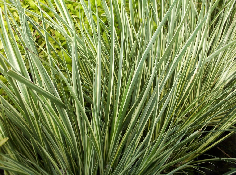 Dwarf Variegated Sweet Flag Winter Hardy Aquatic Pond Plant - $30.30