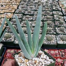 cactus Aloe plicatilis Cacti Succulent real live plant - £44.28 GBP